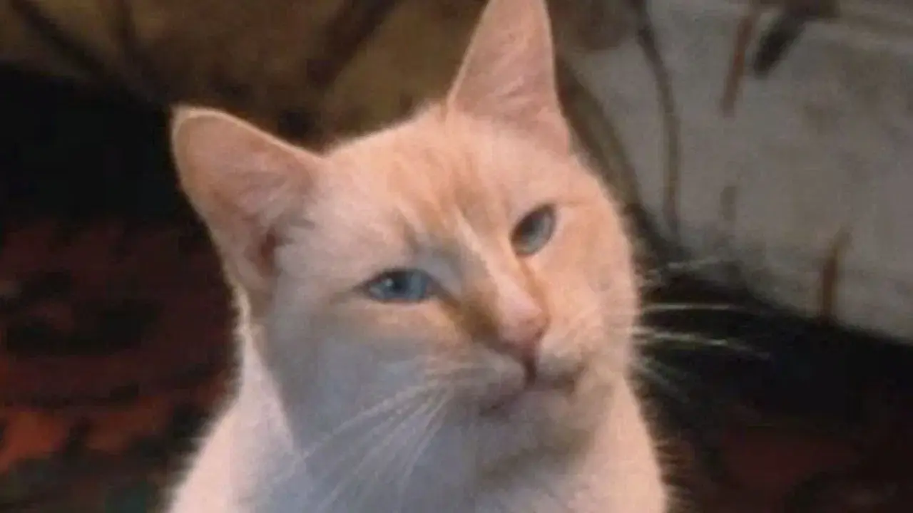 The Richest Cat in the World backdrop