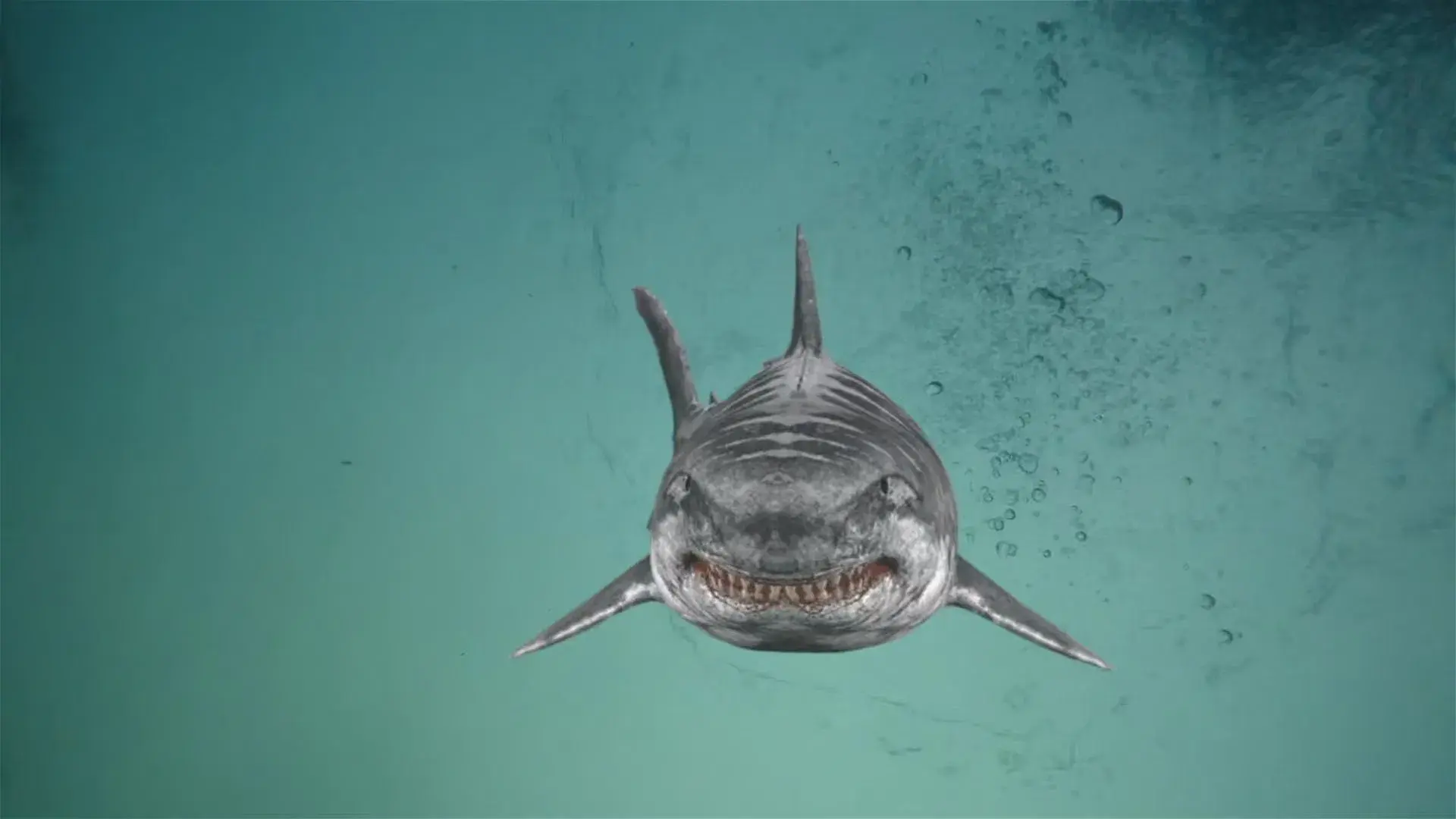 Jurassic Shark 2: Aquapocalypse backdrop