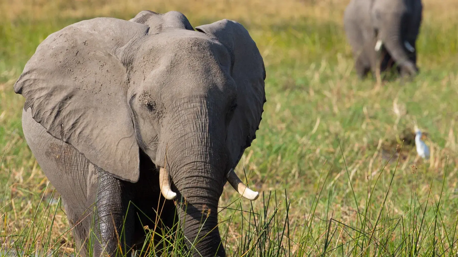 Elephant backdrop